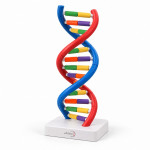 DNA (Helical) Models